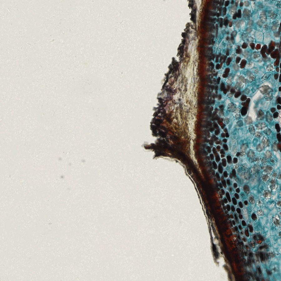 ../img/eng/stg_largeimagestagescanningwmacro_distortion_example_04.png image